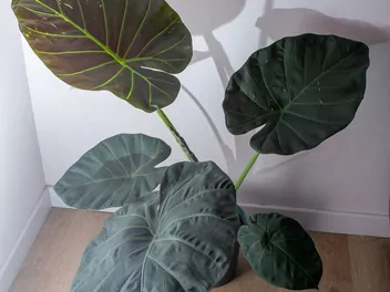 Alokazja 'Regal Shields' - zdjęcie 3