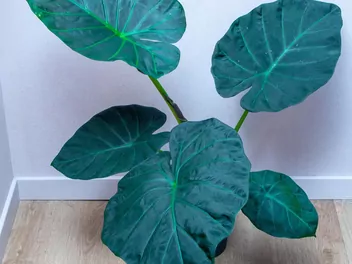 Zdjęcie ilustrujące alokazja 'regal shields'