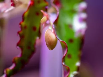 Begonia spiczasta - zdjęcie 2