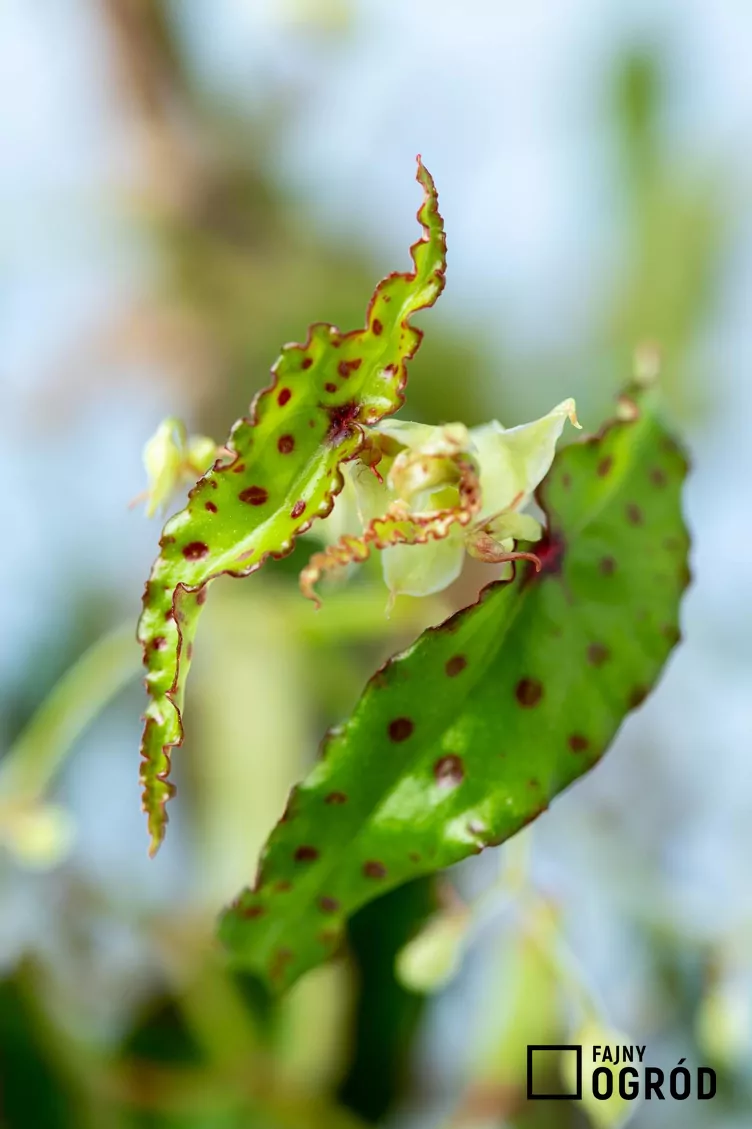 Begonia spiczasta
