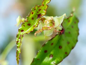 Begonia spiczasta - zdjęcie 3