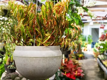 Begonia spiczasta - zdjęcie 4