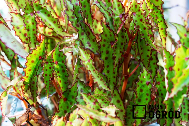 Begonia spiczasta - zdjęcie 5