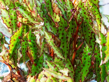 Begonia spiczasta - zdjęcie 5