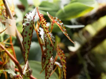 Zdjęcie ilustrujące begonia spiczasta