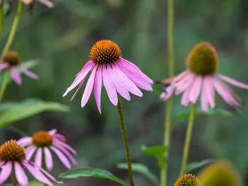 Jeżówka purpurowa 'Magnus' - zdjęcie 2