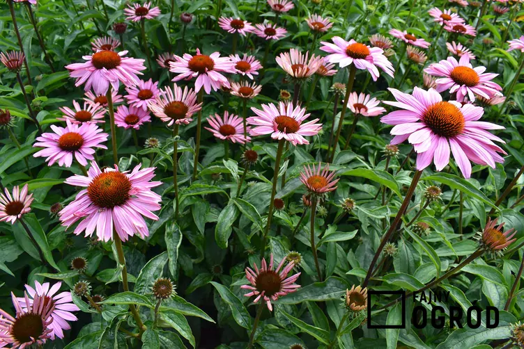 Jeżówka purpurowa 'Magnus'