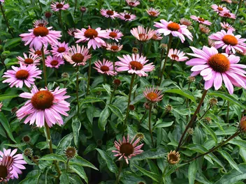 Jeżówka purpurowa 'Magnus' - zdjęcie 3