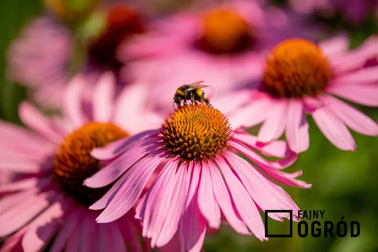 Jeżówka purpurowa 'Magnus'