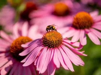 Jeżówka purpurowa 'Magnus' - zdjęcie 4