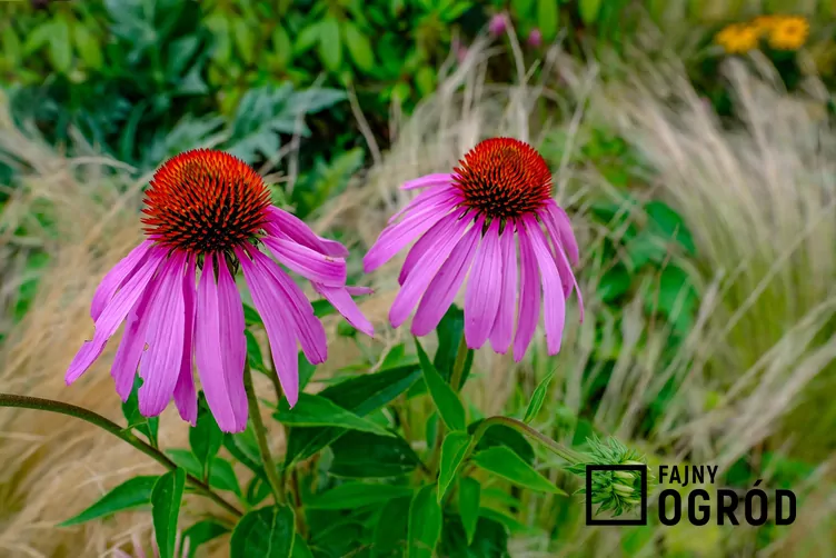 Jeżówka purpurowa 'Magnus' - zdjęcie 5