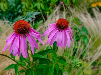 Jeżówka purpurowa 'Magnus' - zdjęcie 5