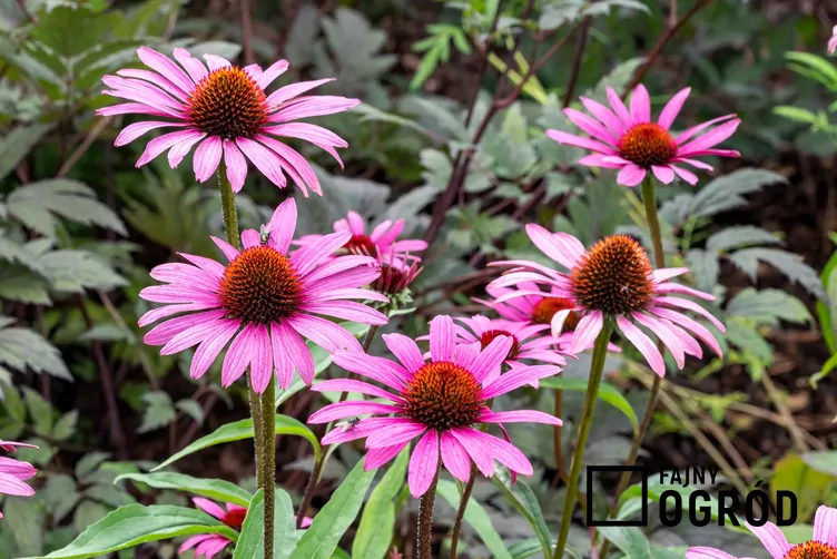 Jeżówka purpurowa 'Magnus'