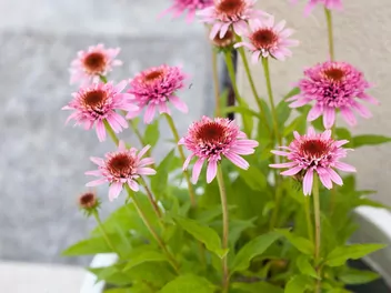 Jeżówka purpurowa 'Butterfly Kisses' - zdjęcie 2