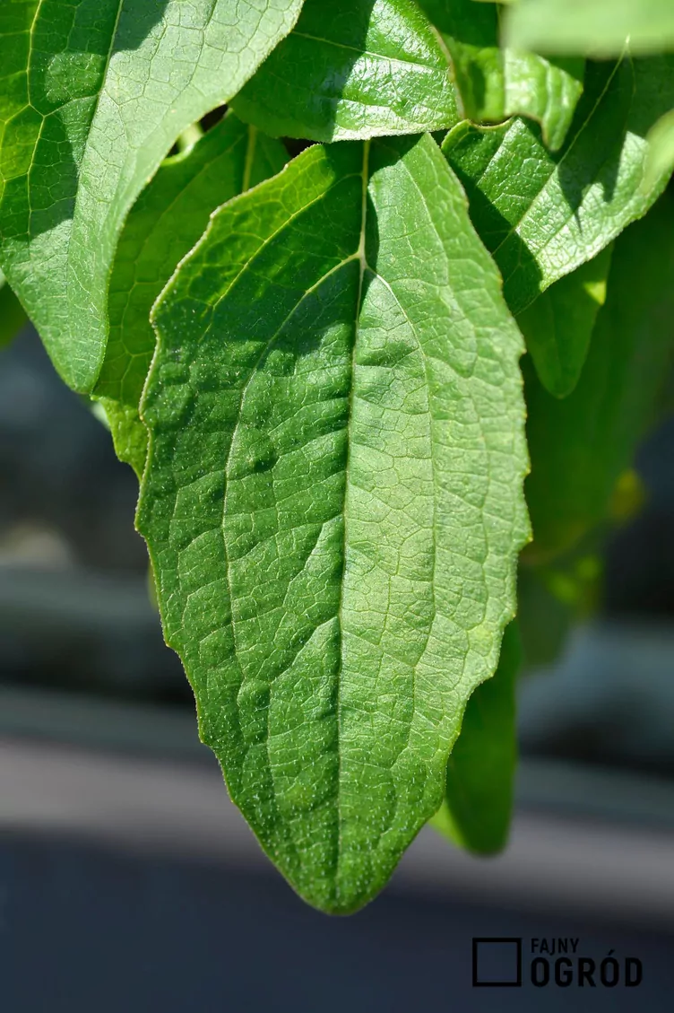 Jeżówka purpurowa 'Butterfly Kisses'