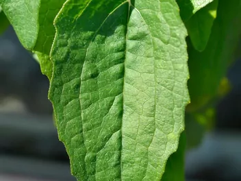 Jeżówka purpurowa 'Butterfly Kisses' - zdjęcie 3