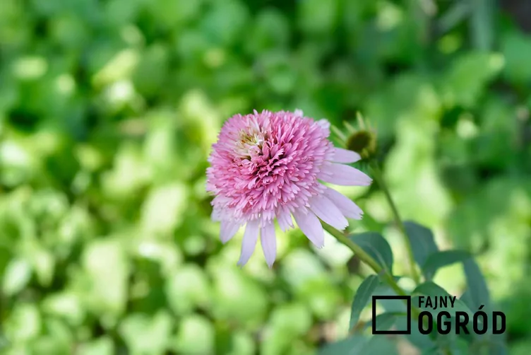 Jeżówka purpurowa 'Butterfly Kisses'