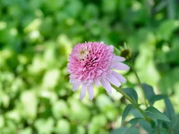 Jeżówka purpurowa 'Butterfly Kisses' - zdjęcie 4