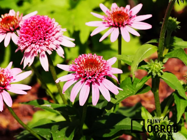 Jeżówka purpurowa 'Butterfly Kisses'