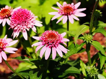 Ilustracja rośliny jeżówka purpurowa 'butterfly kisses'