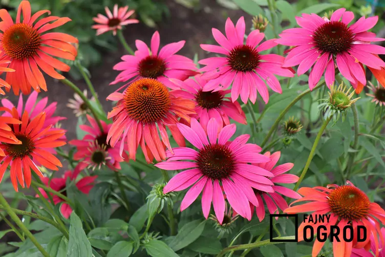 Jeżówka cheyenne spirit