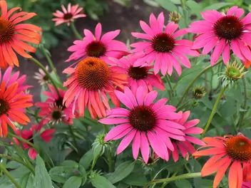 Jeżówka purpurowa 'Cheyenne Spirit' - zdjęcie 2