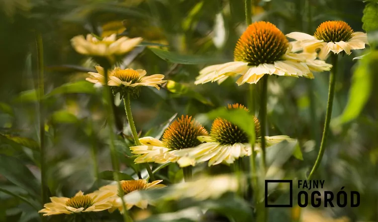 Jeżówka purpurowa 'Cheyenne Spirit'