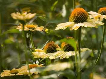 Jeżówka purpurowa 'Cheyenne Spirit' - zdjęcie 3
