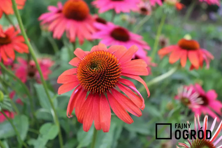 Jeżówka purpurowa 'Cheyenne Spirit'