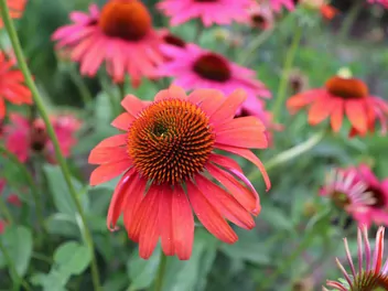 Jeżówka purpurowa 'Cheyenne Spirit' - zdjęcie 4