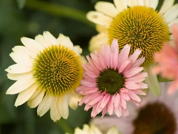 Jeżówka purpurowa 'Cheyenne Spirit' - zdjęcie 5