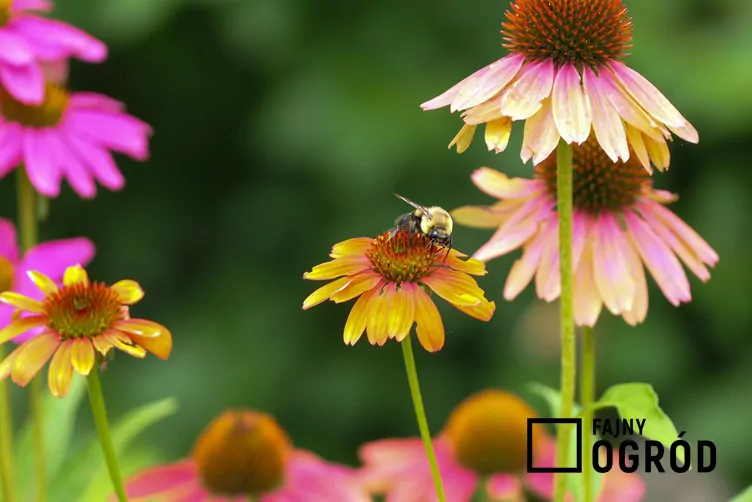 Jeżówka purpurowa 'Cheyenne Spirit'