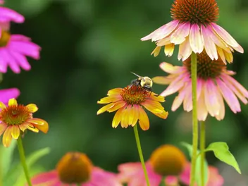 Ilustracja rośliny jeżówka purpurowa 'cheyenne spirit'
