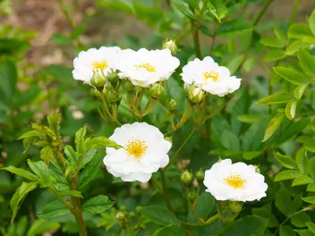 Ilustracja rośliny róża piżmowa