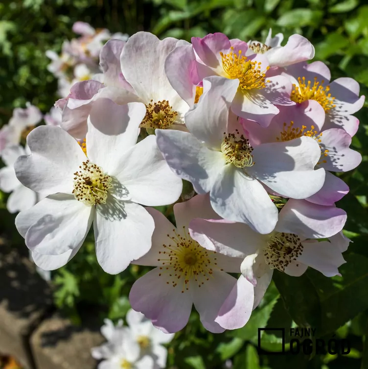 Róża piżmowa - zdjęcie 5