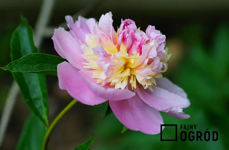 Piwonia chińska 'Sorbet'