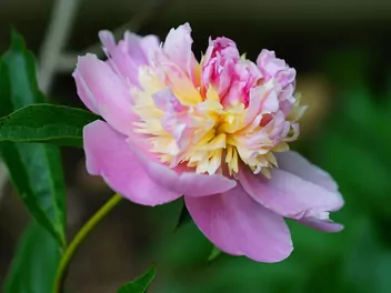 Ilustracja rośliny piwonia chińska 'sorbet'