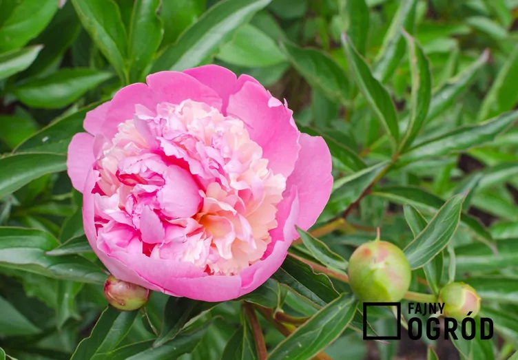 Piwonia chińska 'Sorbet'