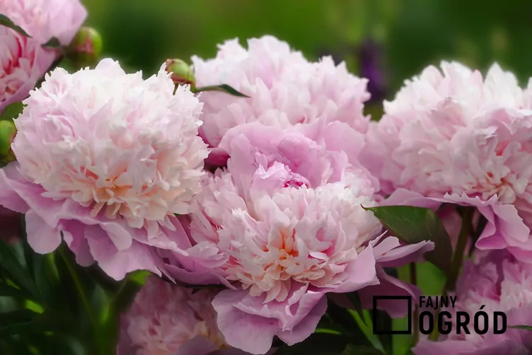 Piwonia chińska 'Sorbet'