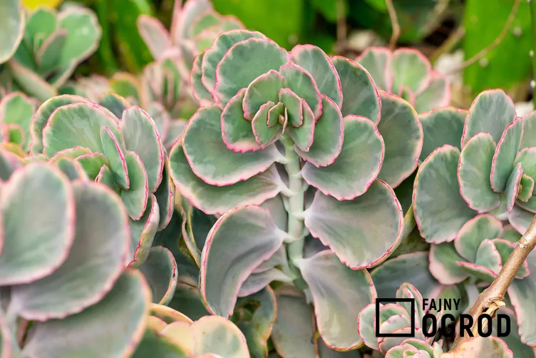Kalanchoe Fedczenki