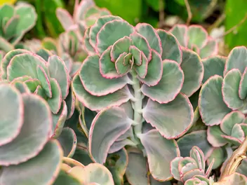 Kalanchoe Fedczenki - zdjęcie 2