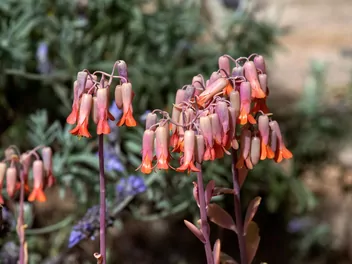 Kalanchoe Fedczenki - zdjęcie 3