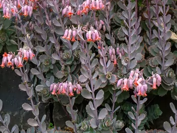 Kalanchoe Fedczenki - zdjęcie 4