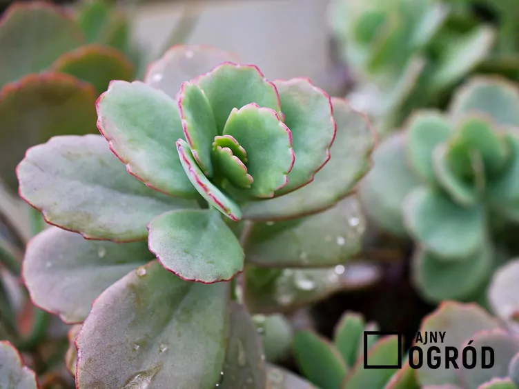 Kalanchoe Fedczenki - zdjęcie 5