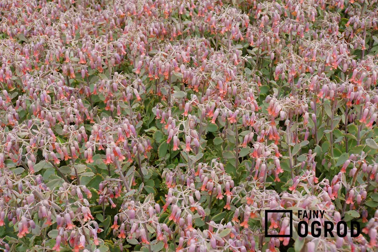 Kalanchoe Fedczenki