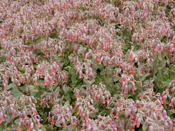 Zdjęcie ilustrujące kalanchoe fedczenki