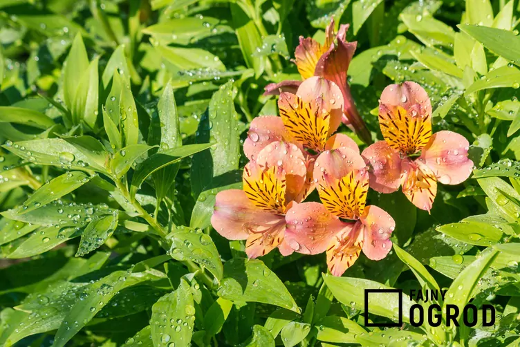 Alstremeria ogrodowa - zdjęcie 5