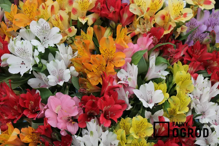 Alstremeria ogrodowa