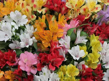 Ilustracja rośliny alstremeria ogrodowa