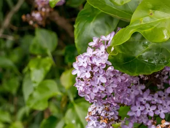 Lilak pospolity 'Charles Joly' - zdjęcie 2